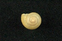 藏品(球蝸牛)的圖片